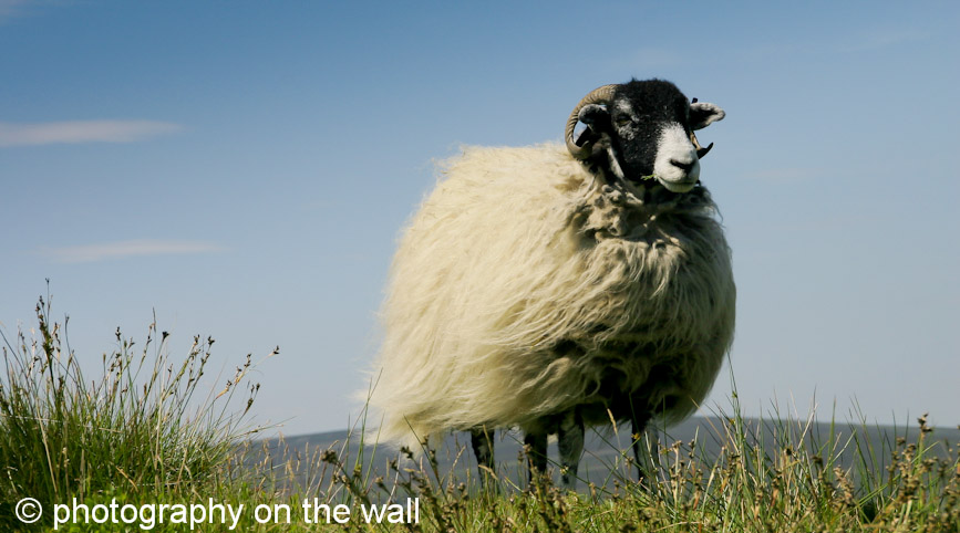Sheep on Embsay Moor 90cm*50cm