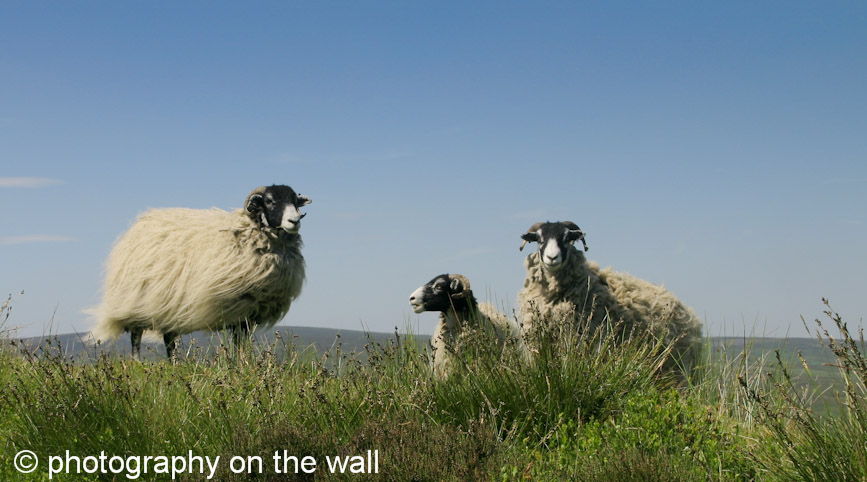 Sheep on Embsay Moor. Yorkshire.  90cm*50cm