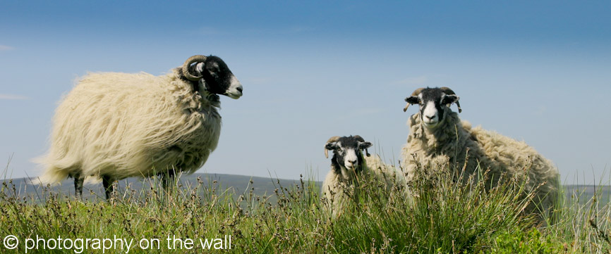 Sheep on Embsay Moor 110cm*46cm