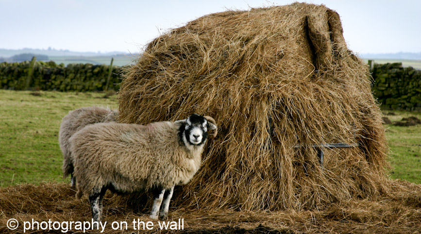 Sheep at Hayrack in Field, Yorkshire 90cm*50cm
