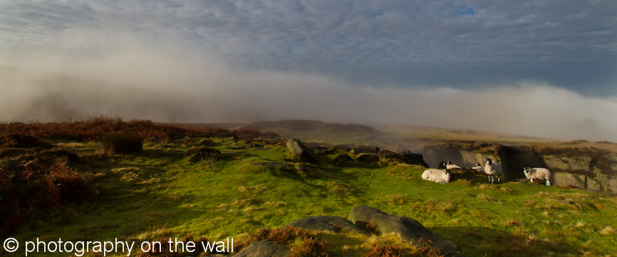 Sheep on Ilkley Moor, West Yorkshire on a Misty November  Morning. 110cmx46cm