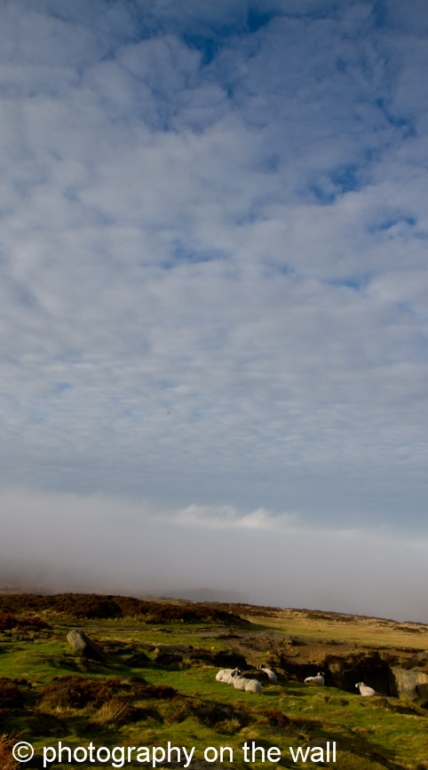 Sheep on Ilkley Moor, West Yorkshire on a Misty November  Morning. 50cmx90cm