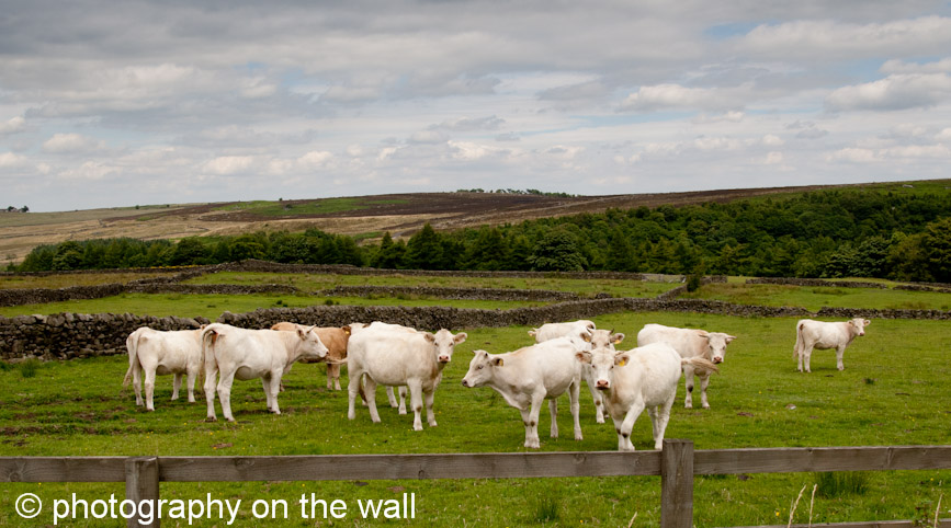 Cows Near Blubberhouses, West Yorkshire 90cm*50cm