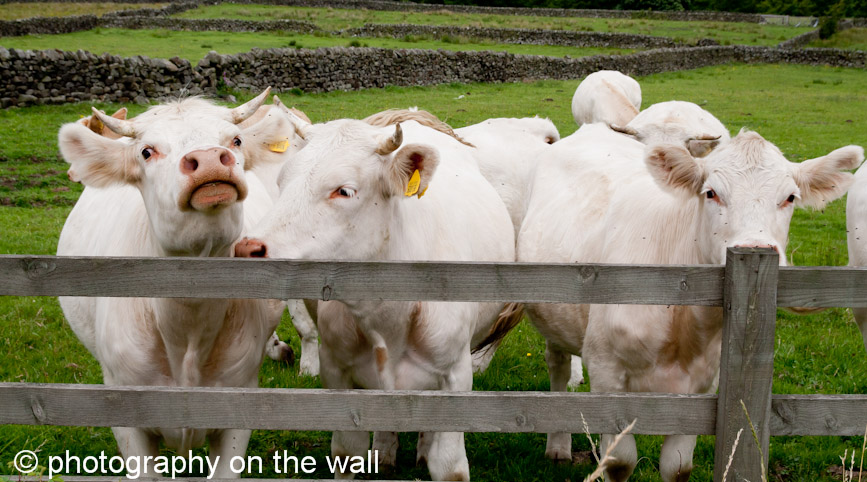 Cows Near Blubberhouses, West Yorkshire 90cm*50cm