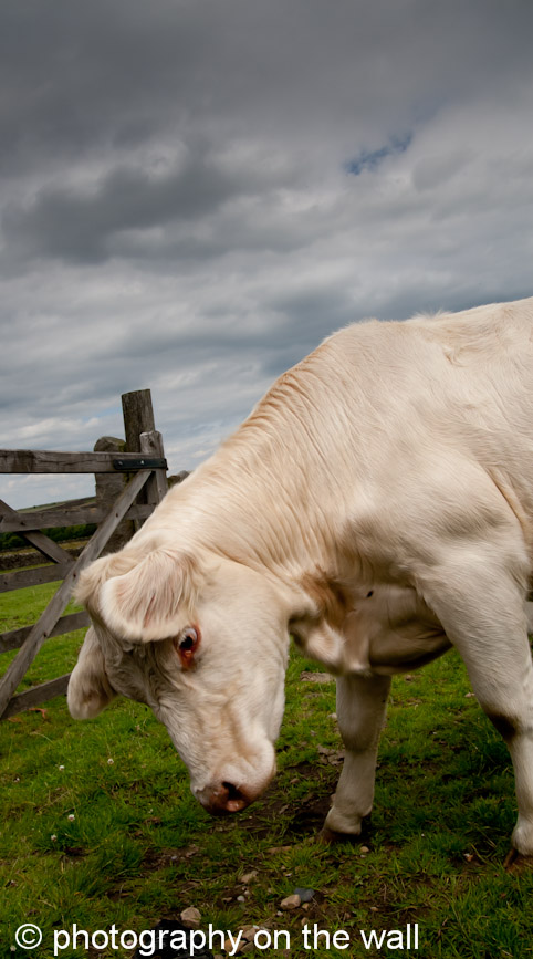 Cow Near Blubberhouses, West Yorkshire 50cm*90cm