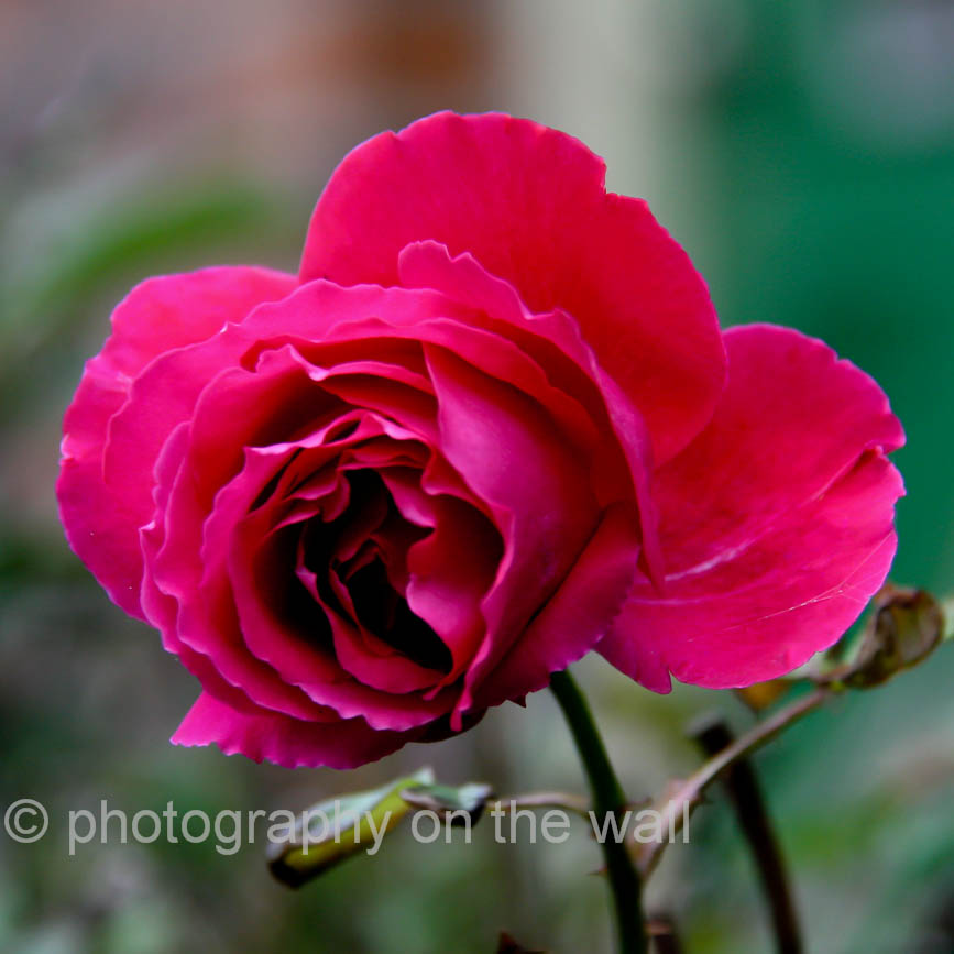 Rose in Pateley Bridge 50cm*50cm