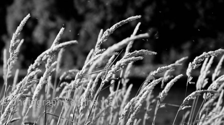 Grass Seeds in the Wind. Black and White 90cm*50cm