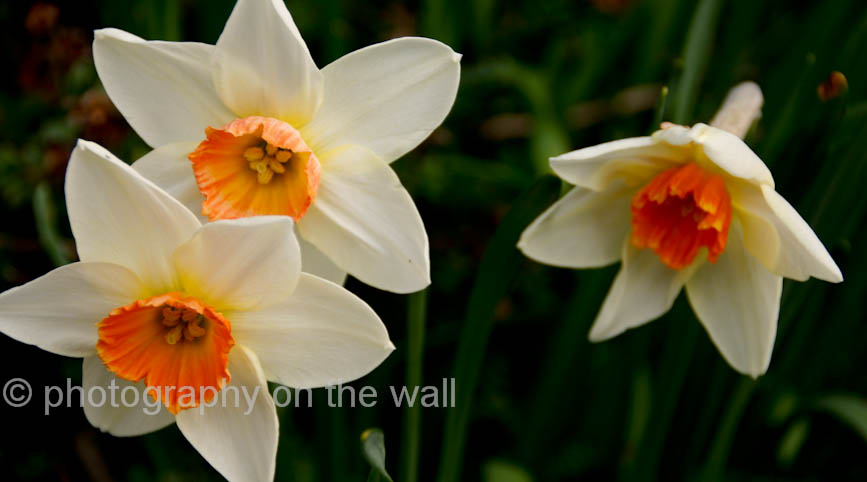 Daffodils 90cm*50cm