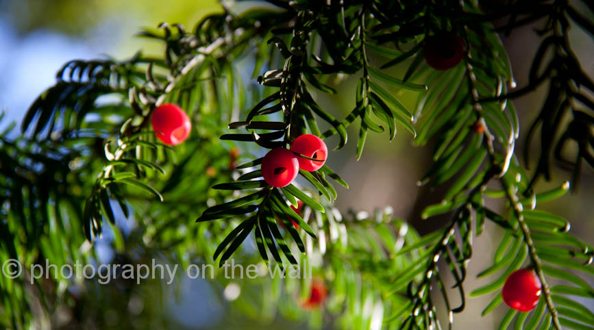 Yew tree, red berries. 90cm*50cm