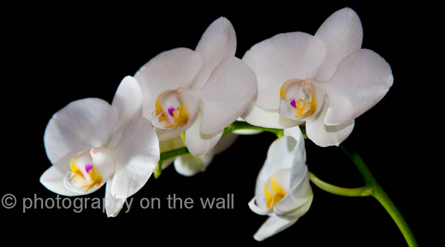 Orchidea 90cmx50cm