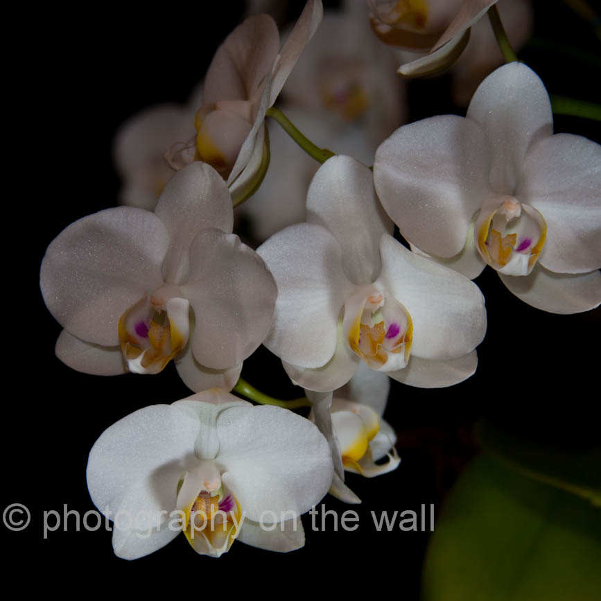 Orchidea 50cmx50cm, 70cmx70cm