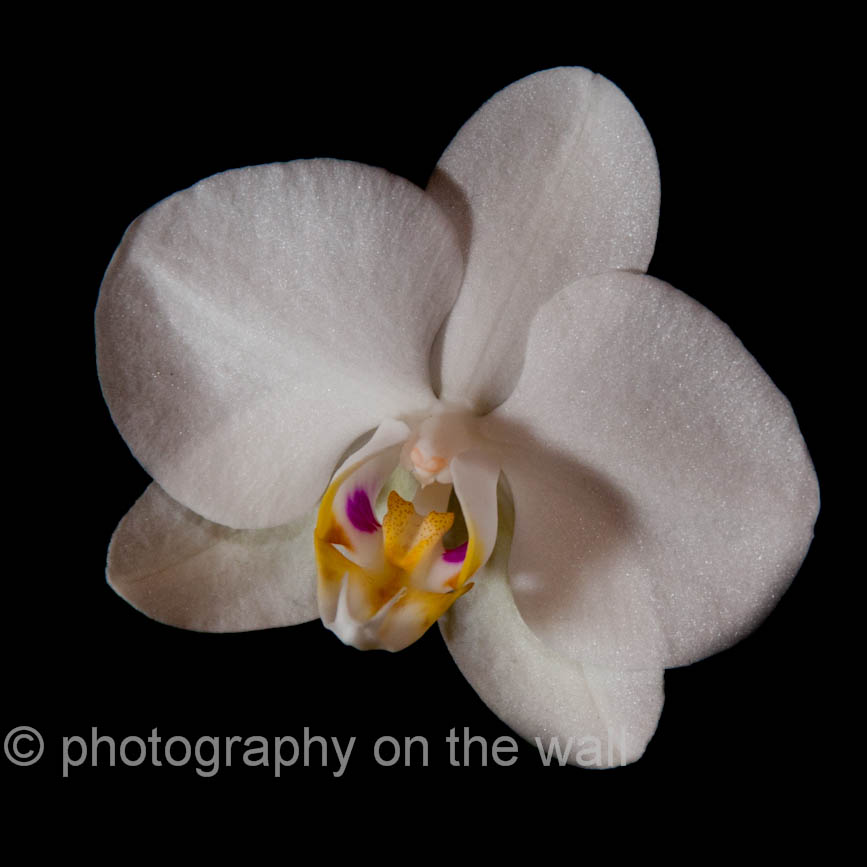 Orchidea 50cmx50cm, 70cmx70cm