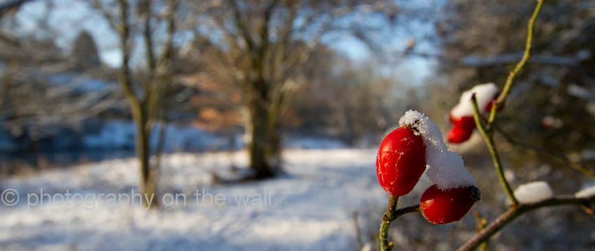 Seasonal Berries by the side of the River Wharfe at Ilkley, West Yorkshire. 110cmx46cm