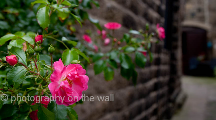 Rose in Pateley Bridge 90cm*50cm