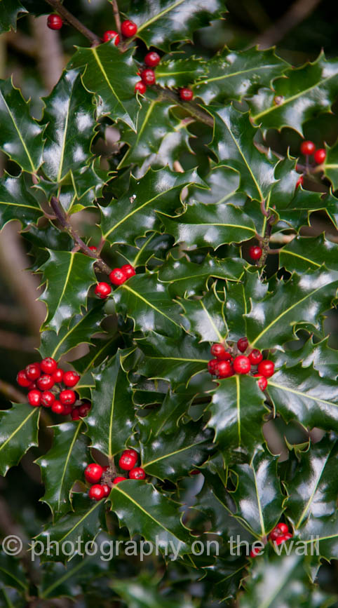 Holly and Berries, Bolton Abbey 50cm*90cm