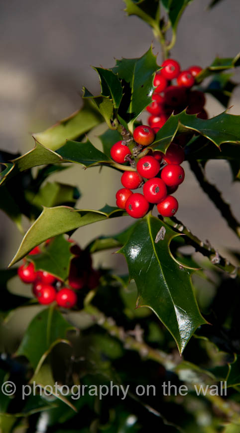Holly and Berries, Bolton Abbey 50cm*90cm