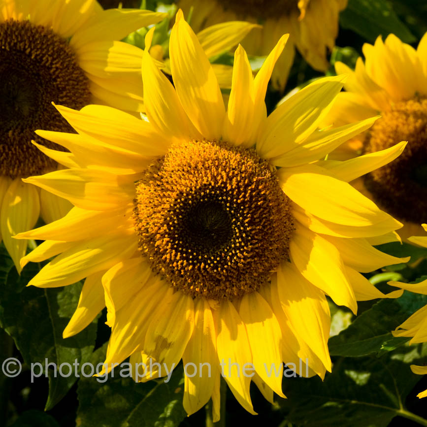 Sunflower 50cm*50cm