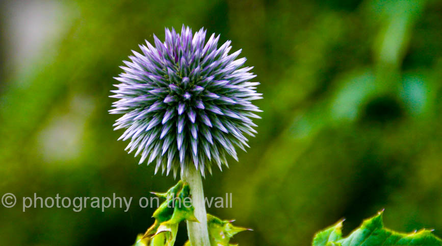 Globe Thistle Flower 90cm50cm