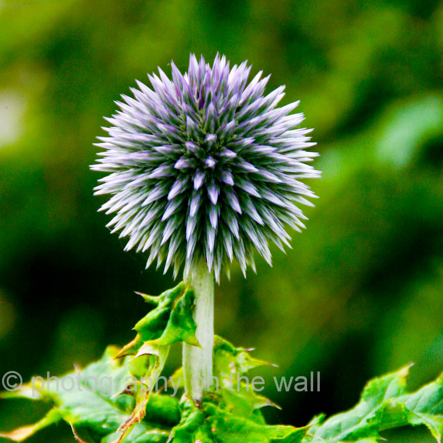 Globe Thistle Flower 50cm*50cm