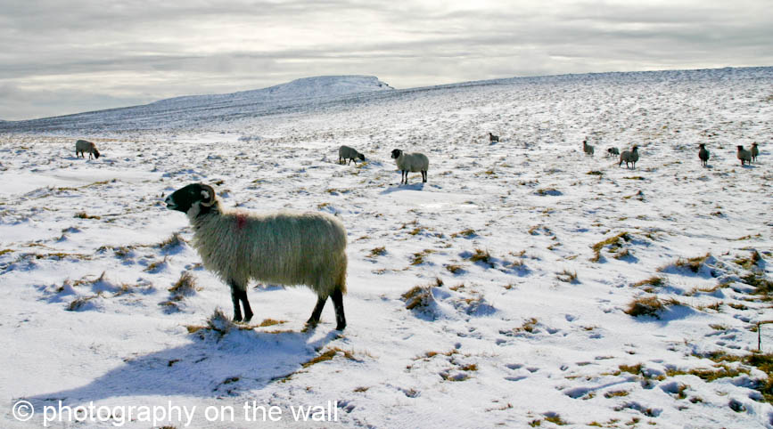 Sheep in Snow on Yorkshire Moor. 90cmx50cm