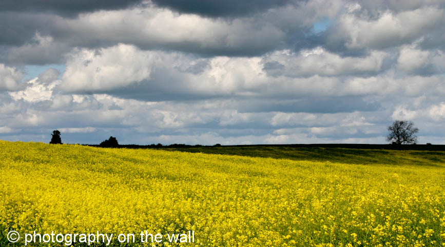 Mustard Seed in Yorkshire Field. 90cmx50cm