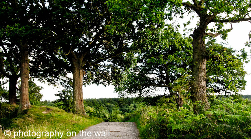 Walk through Woodland at Fewston Reservoir, Blubberhouses, Yorkshire. 90cmx50cm