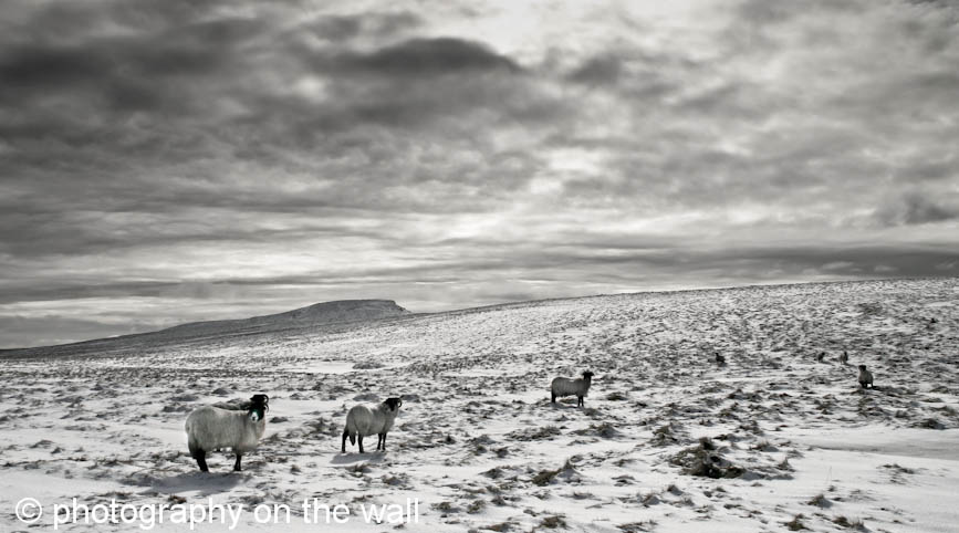 Sheep on Yorkshire Moors above Malham. 90cmx50cm b/w