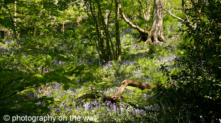 Bluebells at Strid Wood, Bolton Abbey. 90cmx50cm
