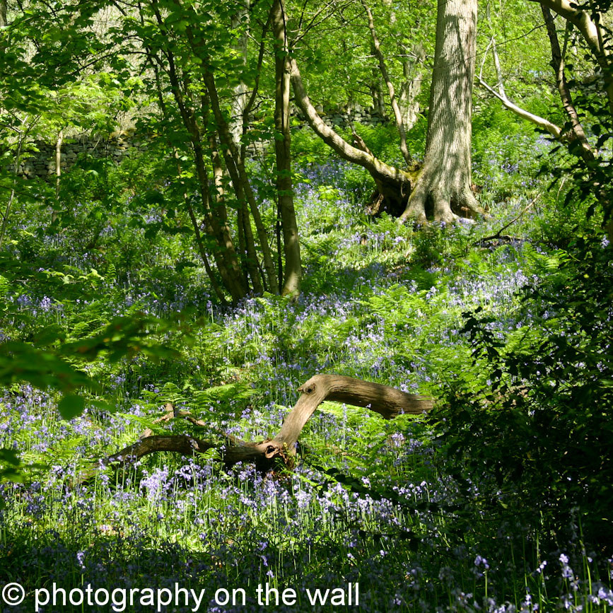 Bluebells at Strid Wood, Bolton Abbey. 50cmx50cm