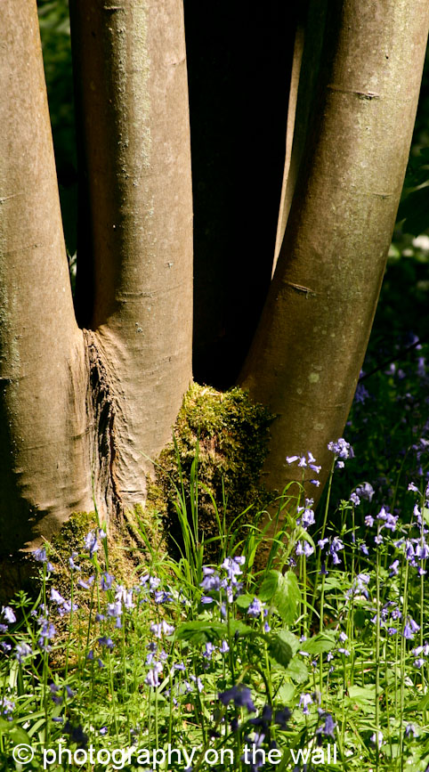 Bluebells at Strid Wood, Bolton Abbey. 50cmx90cm