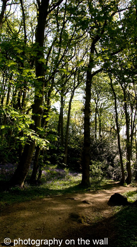 Ilkley, Middleton Woods, Shaded Pathway. 50cmx90cm